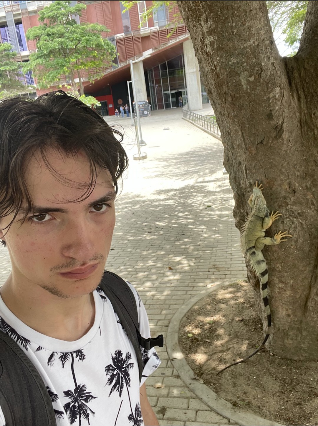 Colombia Iguana